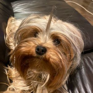 Meet your Posher, Bradford